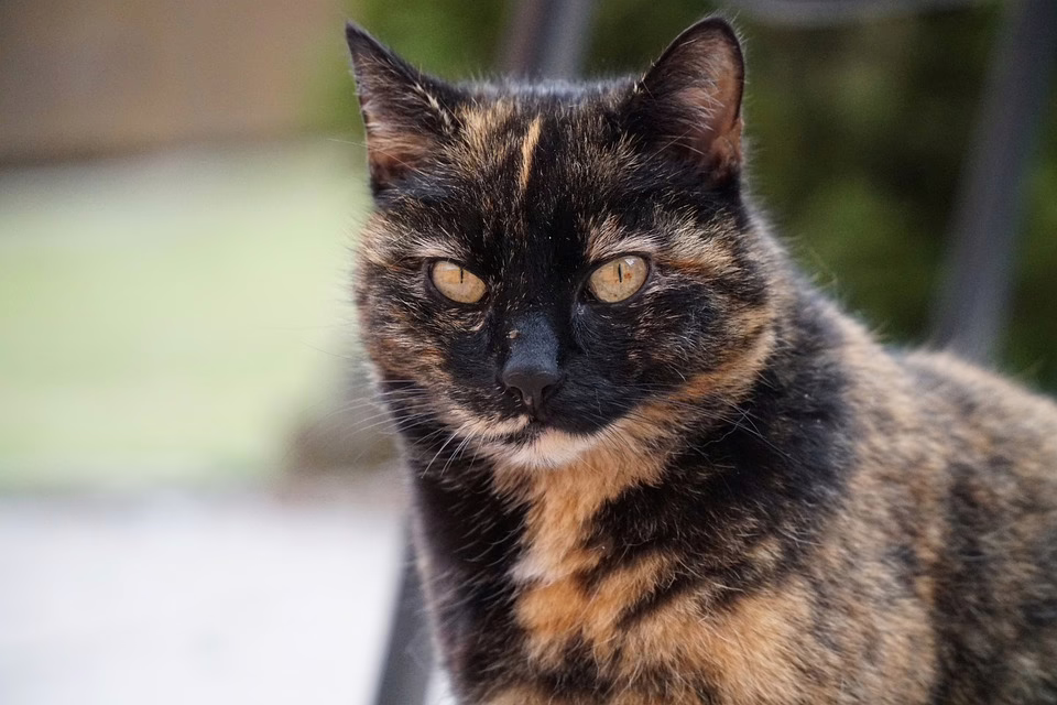 15 Jahre Hüttentreff Stallhofen: Ein Rückblick auf Margit Grießers Erfolg