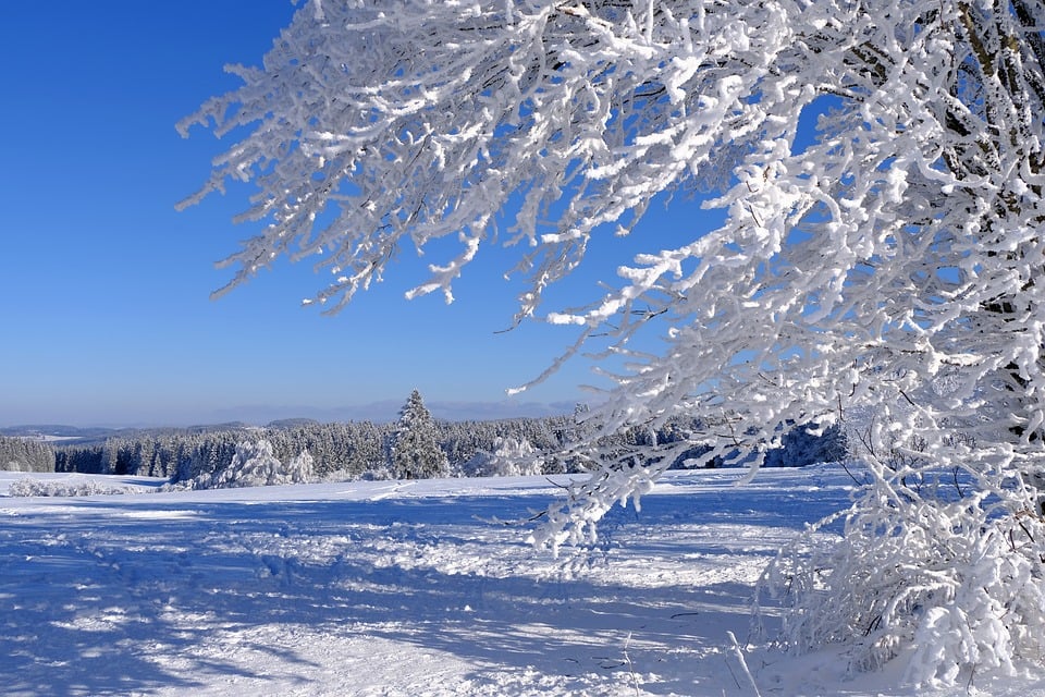 220 neue Bäume für Amstetten: Grünes Leben für die Stadt