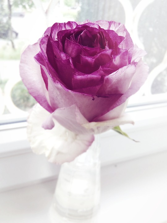 60 Jahre Handwerkstradition: Optikergeschäft in Tulln feiert Jubiläum