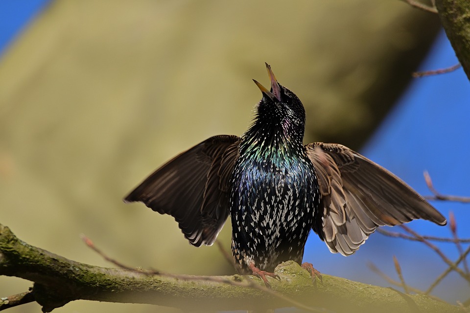 Adventliches Singen in Perg: Erleben Sie Musik und Besinnlichkeit