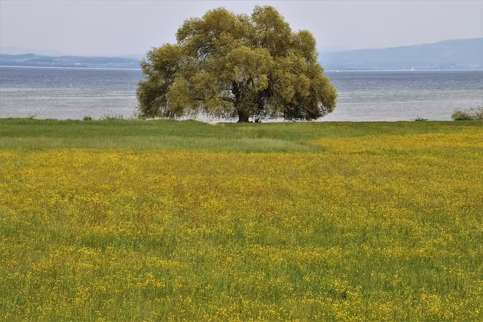 Adventsmärkte im Bezirk Lilienfeld: Festliche Vorfreude und regionale Köstlichkeiten