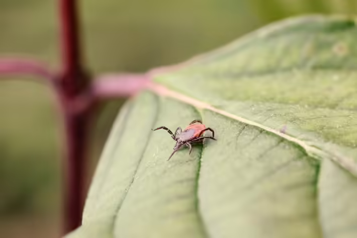 Alarmierende FSME-Zahlen: Zweithöchste Fälle seit Jahren in Deutschland!