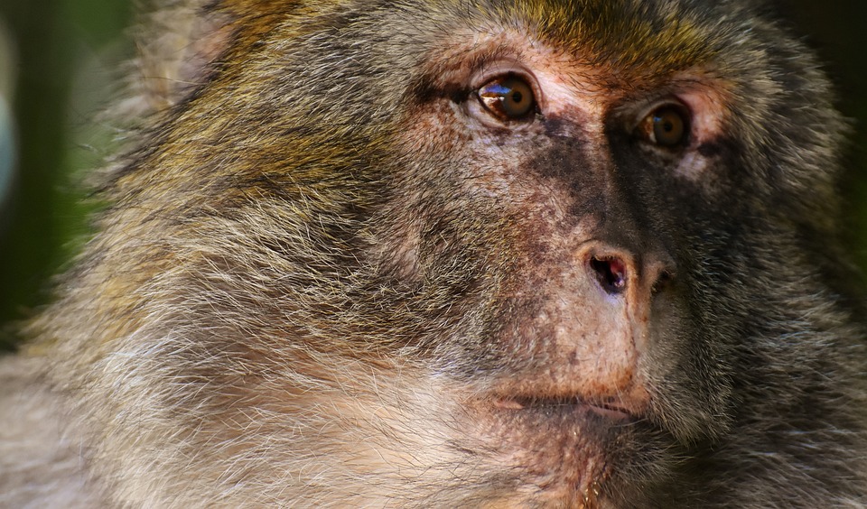 Alko-Attacke in Wien-Hernals: Mann bedroht Lehrer und Polizei