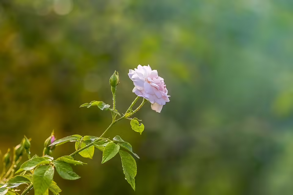 Andreas Gabalier wird 40: Mega-Party und besondere Konzertüberraschungen in Graz
