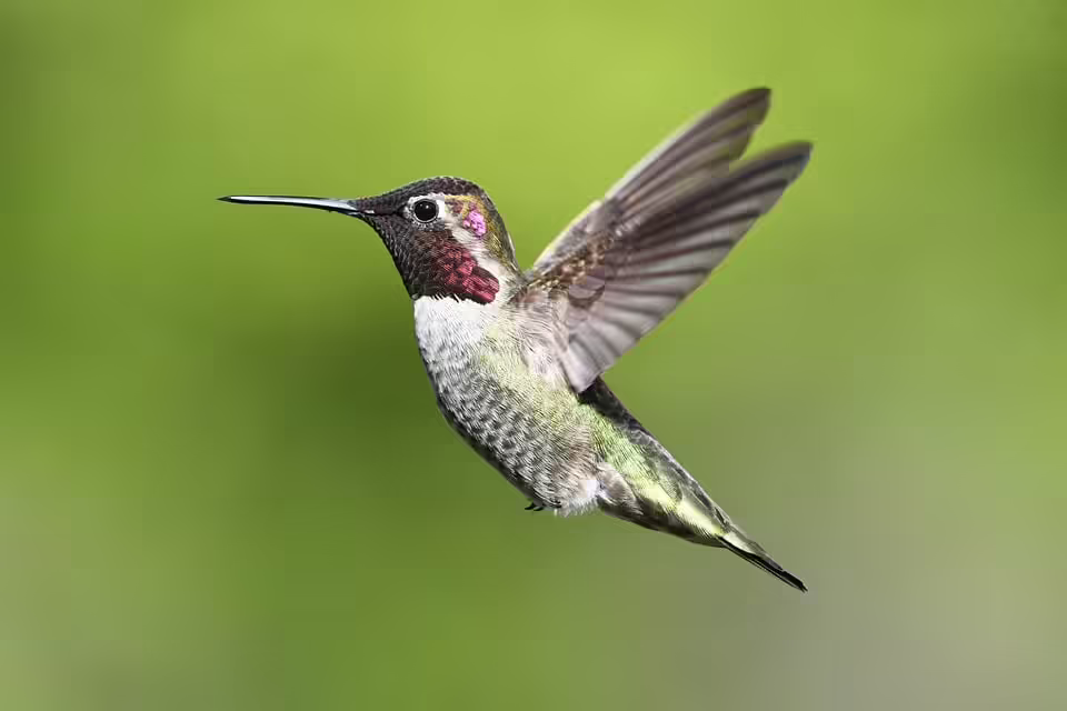 Anna Maria Stadler: Drei Frauen und die Kultur von Salzburg