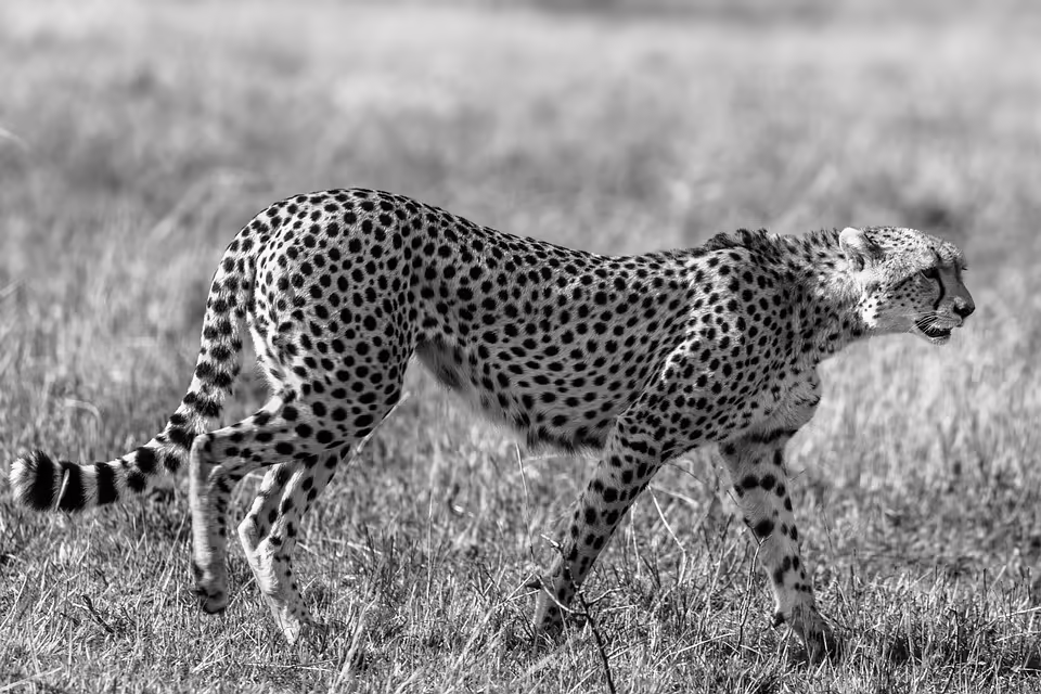 Arbeitslosigkeit im Bezirk Horn: Anstieg bei Älteren und Gastronomie