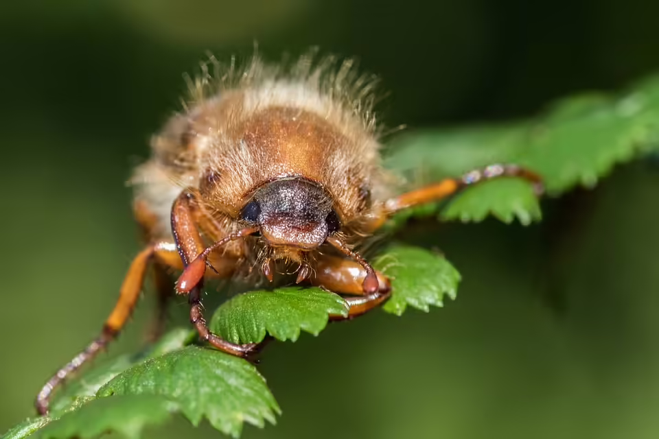 Arlberg-Stanzertal triumphiert mit 3:1 über Wacker Innsbruck Juniors