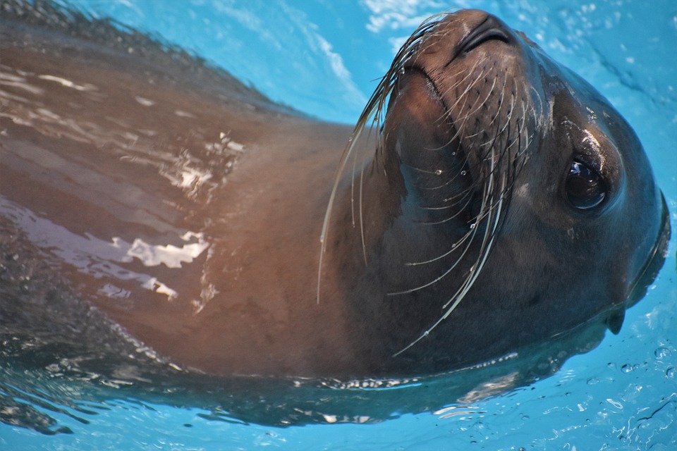 Arnfelser Ehrenring für Hermann Steinwender: Ein Tribut an 60 Jahre Kultur