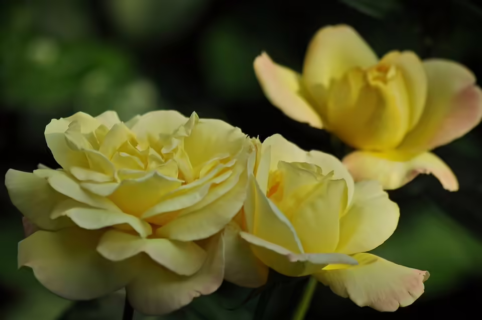 Auffahrunfall auf B72: Drei Verletzte aus dem Bezirk Weiz