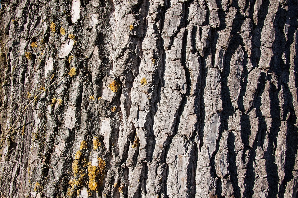 BAST erweitert Fahrangebot: Ab Dezember auch in Eisenstadt und Neusiedl