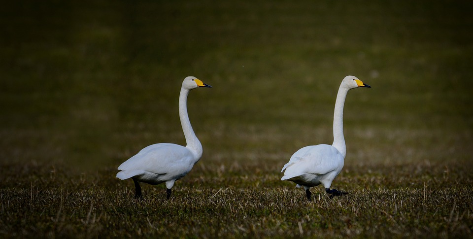 Bankomat in Floridsdorf gesprengt: Fahndung nach Tätern läuft