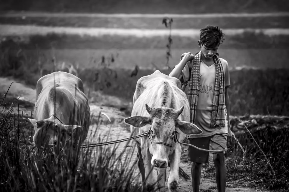 Bauern in Klagenfurt vor dem Wechsel: Milchpreis sorgt für Unruhe