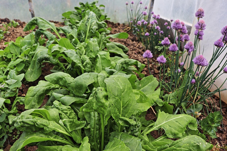 Beatrice Mangold erhält neuen E-Nissan Ariya für ihre Wundpflege