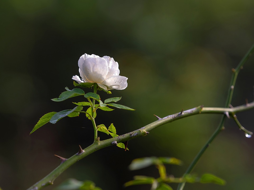 Besondere Adventsaktionen der HLW Spittal: Gemeinsam für die Gemeinschaft