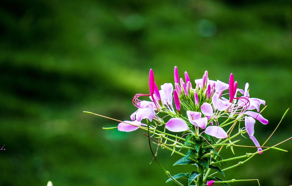 Betrunkener Dieb mit Baseballschläger: Chaos in Bregenzer Restaurant