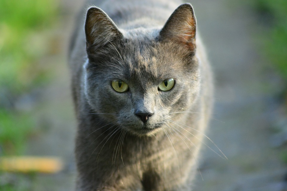 Bewundernswerte Thi Ba Nguyen: Die älteste Haubenköchin der Welt in Graz