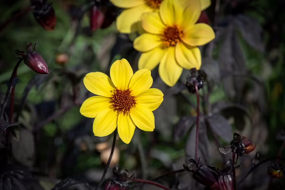 Biden erlaubt US-Militärauftragsnehmern den Einsatz in der Ukraine