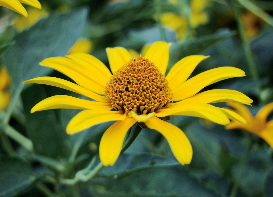 Biden genehmigt Antipersonenminen für die Ukraine: neuer Kurs