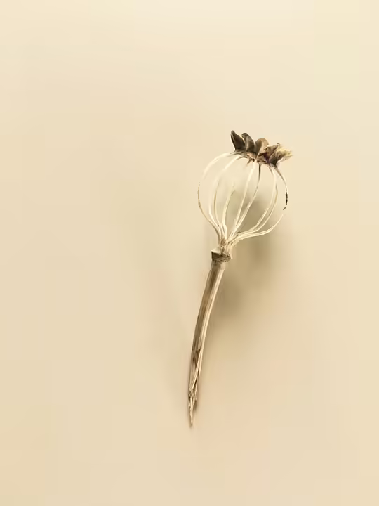 Bleiben Sie informiert: Neuigkeiten und Events aus Rohrbach