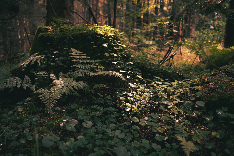 Blick in die Zukunft: Expertentipps für die 15. Runde der 2. Landesliga