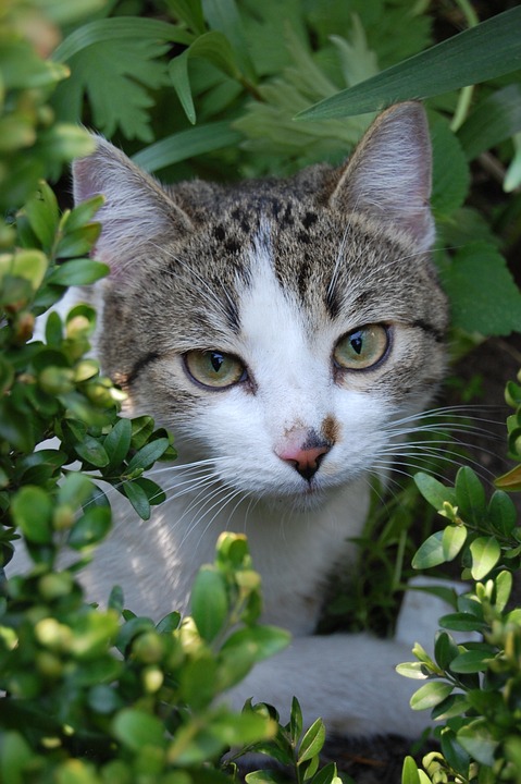 Brigittenau an der Tabellenspitze: Favorit im Heimspiel gegen Jedlesee