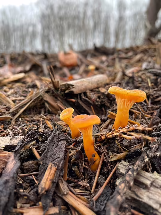 Bürgermeister unter Verdacht: Fällung eines Baumes sorgt für Aufruhr