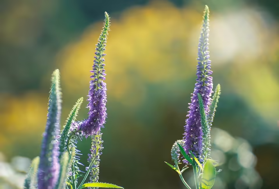 Burgenland als Vorreiter: Die Bürgerenergiegemeinschaft im Fokus