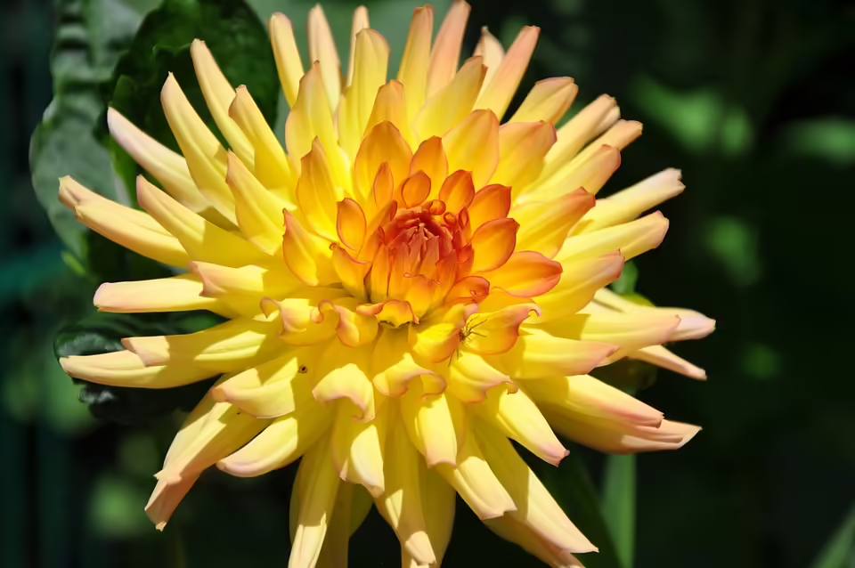 Burgenland startet 2025 mit neuer Mix-Sammlung im Gelben Sack