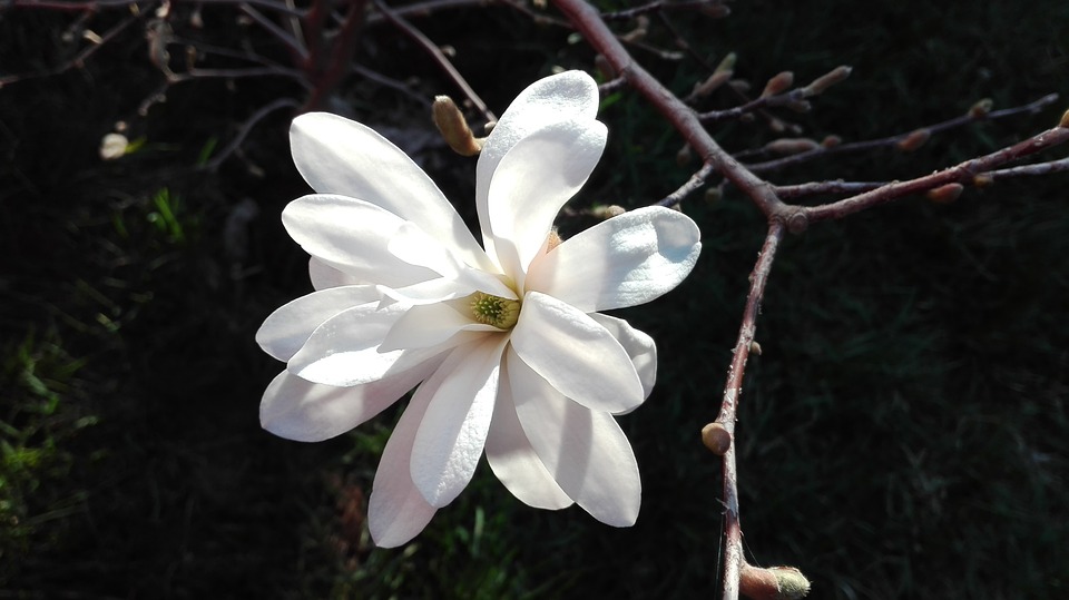 Ciolacu führt nach erster Runde der rumänischen Präsidentenwahl