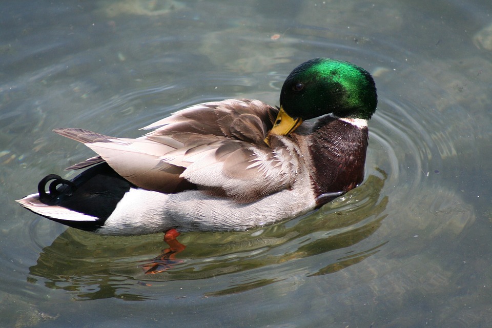 Der Comeback-Plan von DaRon Bland: Hoffnung für die Cowboys