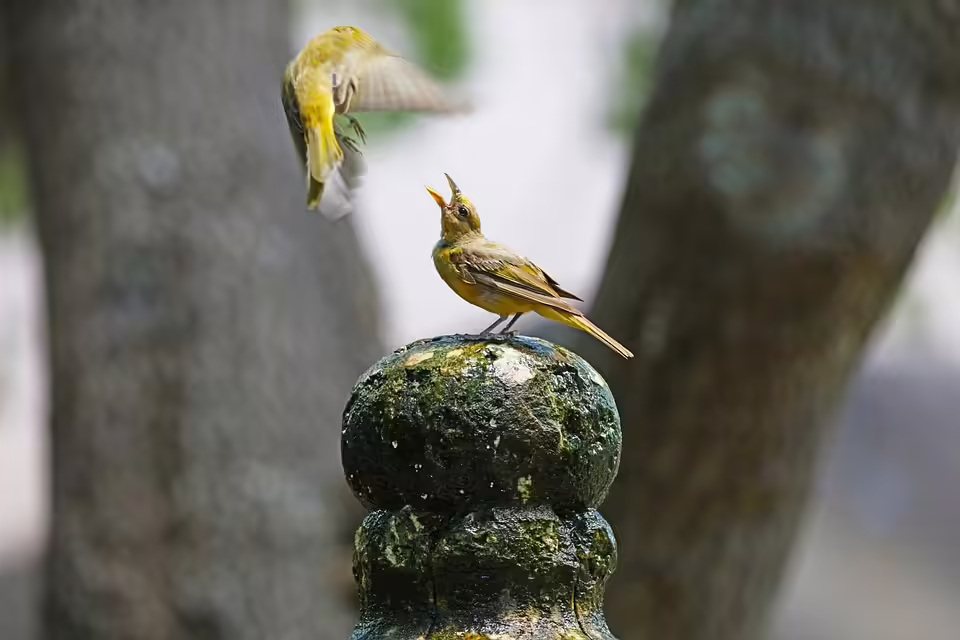 Der Kampf gegen die Hoffnungslosigkeit: Justin und die Schatten des Sports