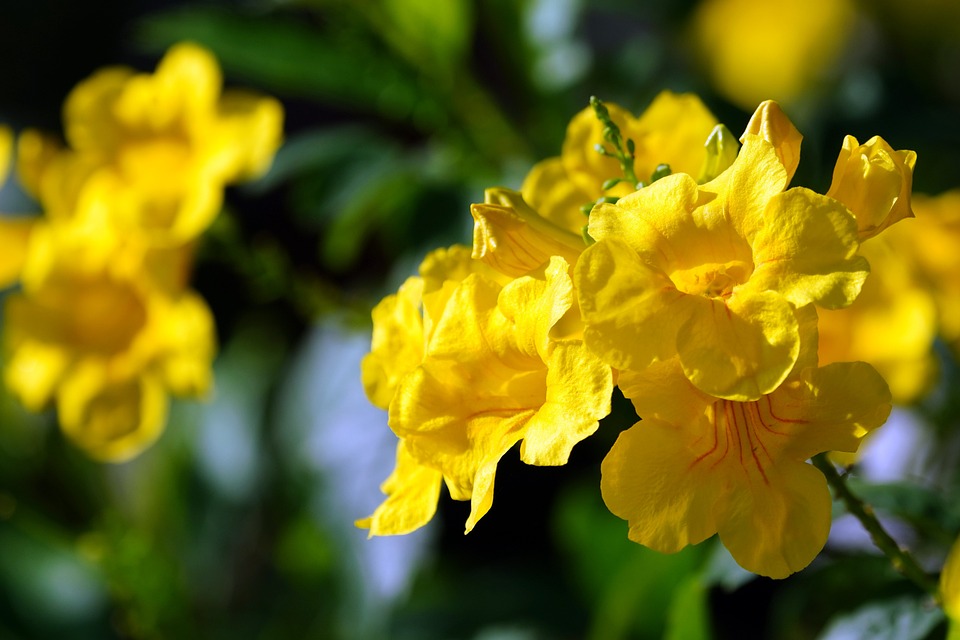 Die älteste Haubenköchin der Welt: Thi Ba Nguyen aus Graz begeistert mit vietnamesischer Küche
