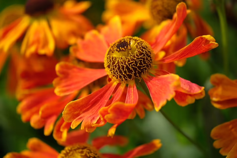 Die schönsten Wanderwege im Saarland: Entdecken Sie unsere Geheimtipps!