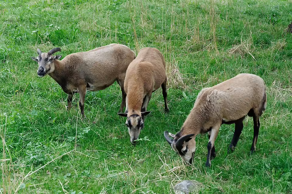Drei Verletzte bei schwerem Pkw-Unfall in Maria Alm