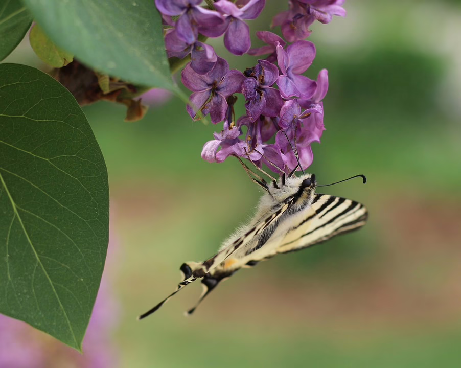 EC-KAC sichert sich knappen Sieg in Asiago – Tabellenplatz gesichert!