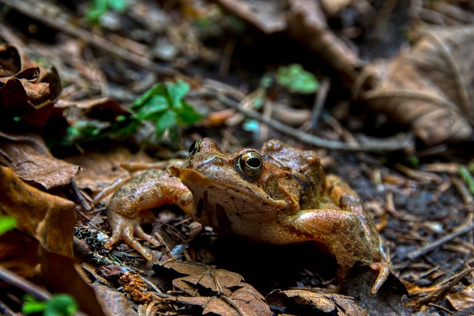 Ehrenabend in Stainz: Zwei Verdiente Kameraden ausgezeichnet