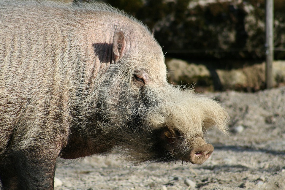 EigenART trifft Weihnachtszauber: Konzert in Altenfelden begeistert