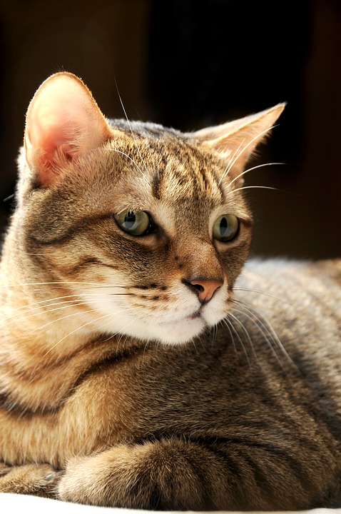 Ein Blick hinter die Kulissen: Brucknerhaus feiert Jubiläen in Linz
