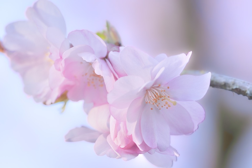 Ein Neuer Anfang: Tina Mayer-Bucsics folgt Johann Pichler im Roten Kreuz