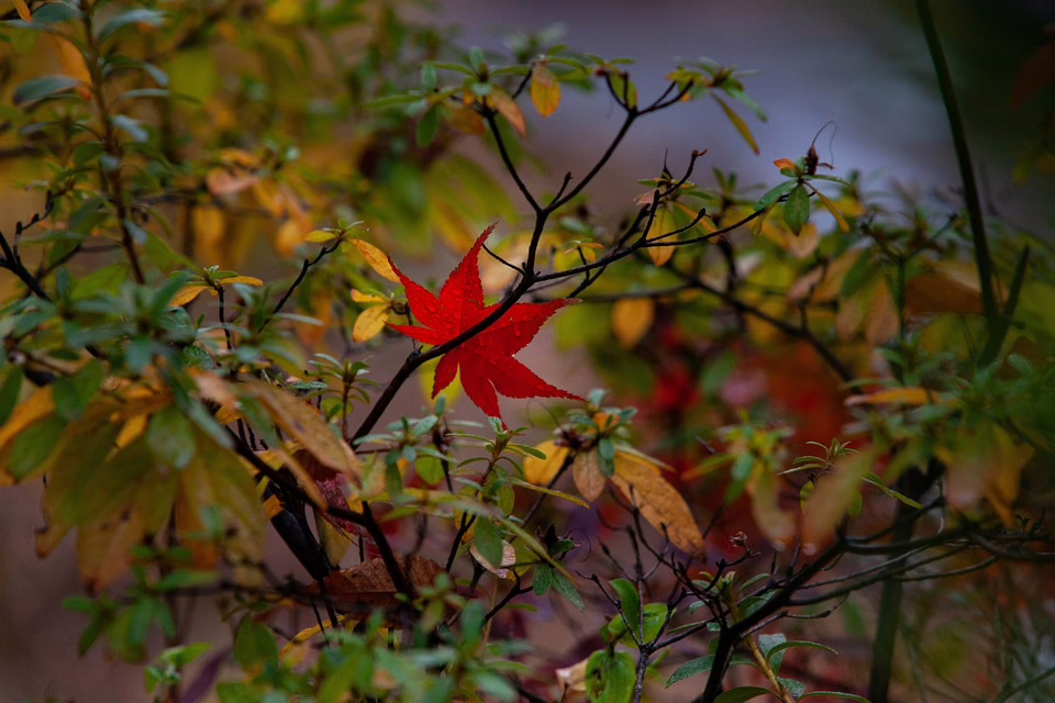 Ein letzter Abschied: Gabi Reiserer und ihr musikalisches Erbe