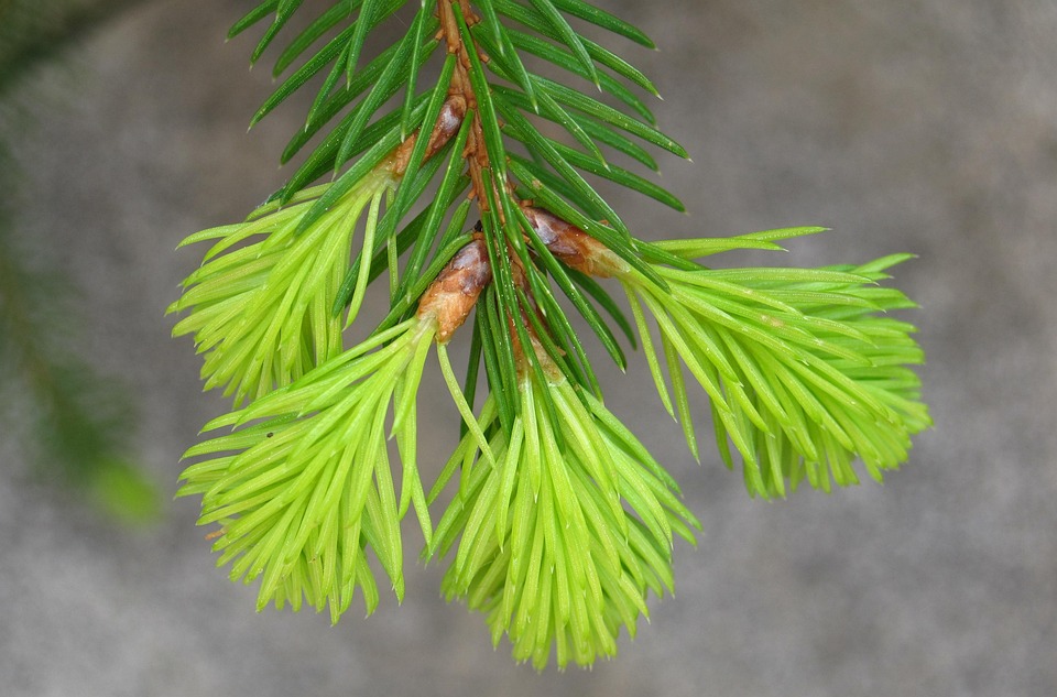 Ein musikalischer Neuanfang: Abschied von Kapellmeister Erwin in Oberperfuss
