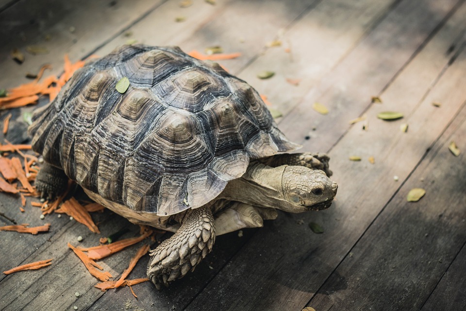 Ein unvergesslicher Nikolaus-Abend beim SV Ried: Freier Eintritt für Kinder!