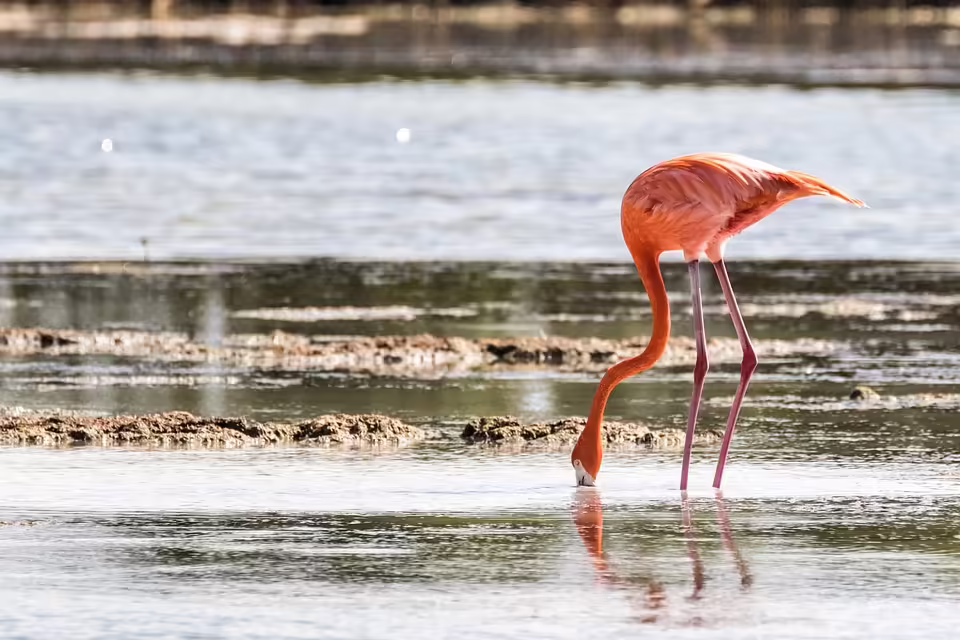 Einbruch in Feuerwerkgeschäft: 13-Jährige auf der Flucht in Wien-Meidling
