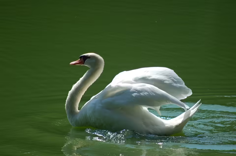 Elegante Weihnachtsgeschenke: Einladung zur Ausstellung in Zwettl