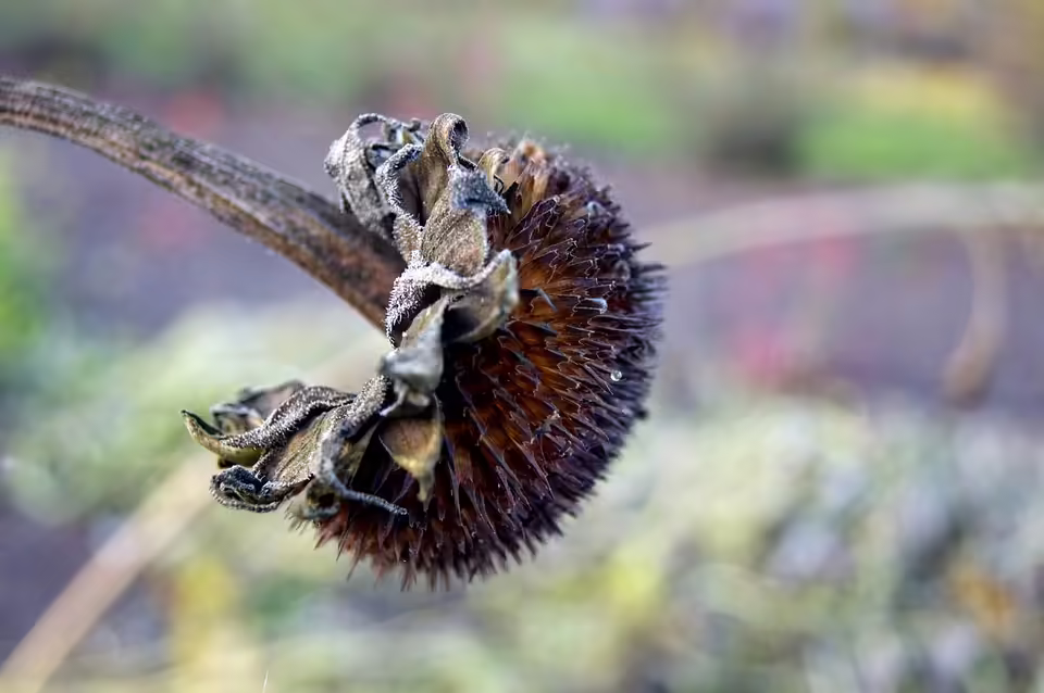 Ende der Amtszeit: Heike Horn tritt als Bürgermeisterin von Langeoog zurück