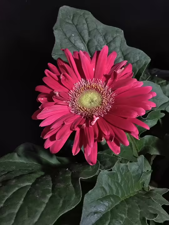 Engagiere dich: Freiwilligenarbeit beim Roten Kreuz Salzburg