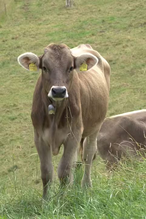 Erleben Sie den Schulalltag: Tag der offenen Tür am Gymnasium Lilienfeld