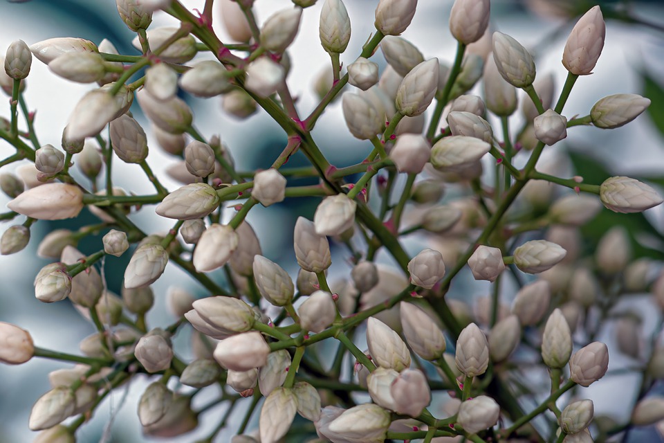Erster Adventsmarkt in Horn: Gemeinsam für indische Kinderheime!