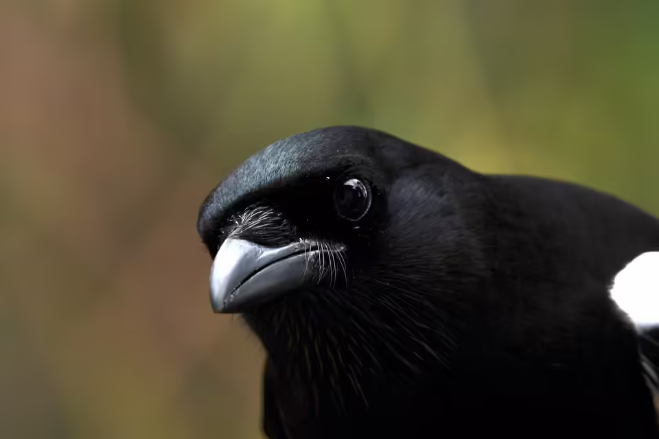 Erster Schnee in Sicht: Winterliche Vorfreude in Österreich