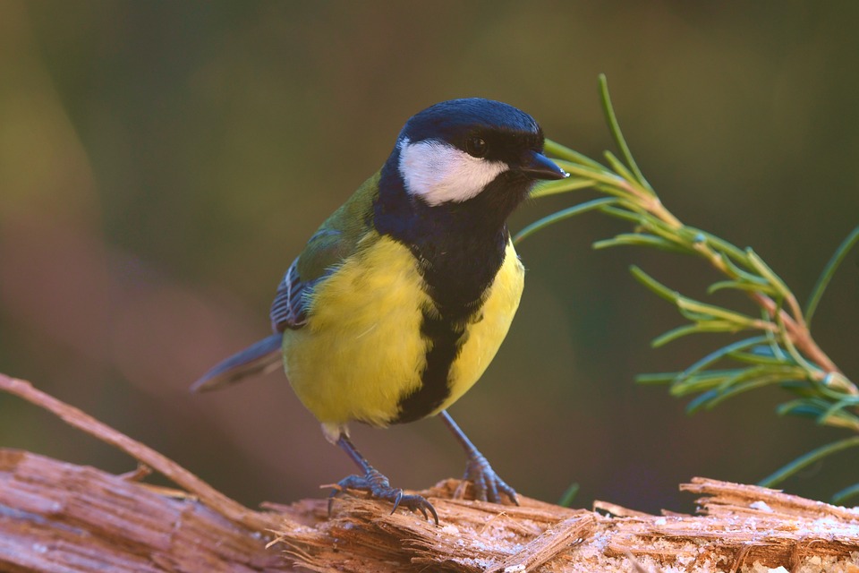Erster Weckruf der neuen Faschingsgilde EFERDING: Ein Fest für alle!